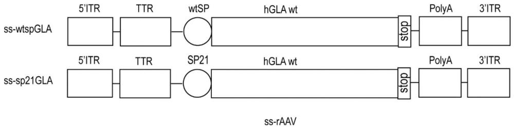 工程化α-GAL A肽及其功能变体和治疗法布里病的相关方法与流程
