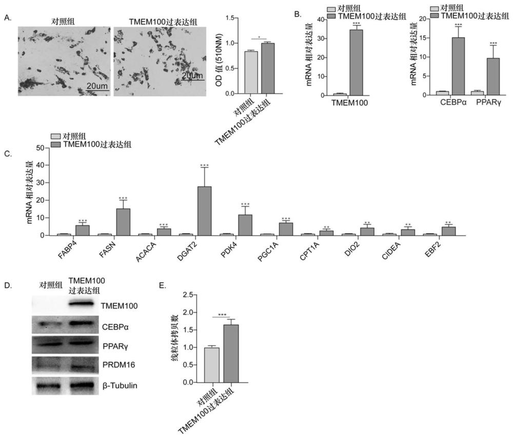 TMEM100基因调控猪脂肪细胞能量代谢