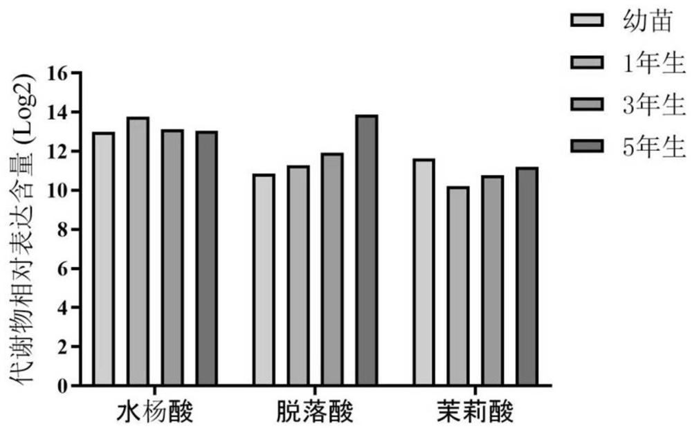 一种基于非靶向代谢组学筛选鉴定轻木叶片中三种植物激素的方法