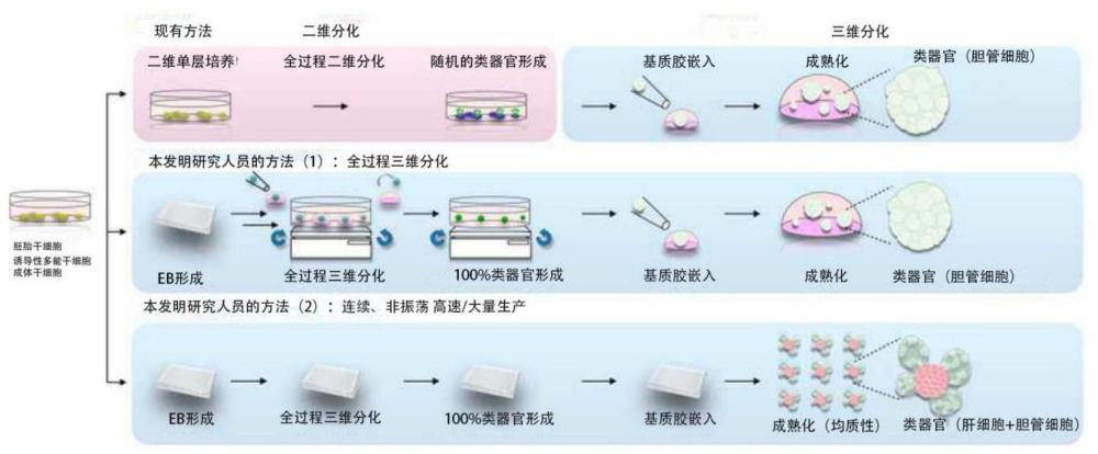 利用具有与实际肝脏组织相似的结构和功能的微型肝脏类器官的药物筛选方法与流程