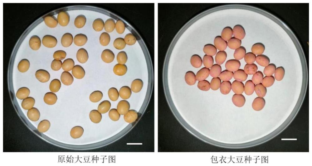 一种大豆增产种子包衣剂的配方及应用