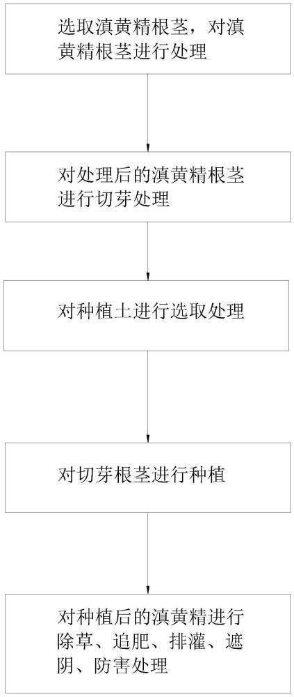 一种滇黄精林下种植提产增质的方法