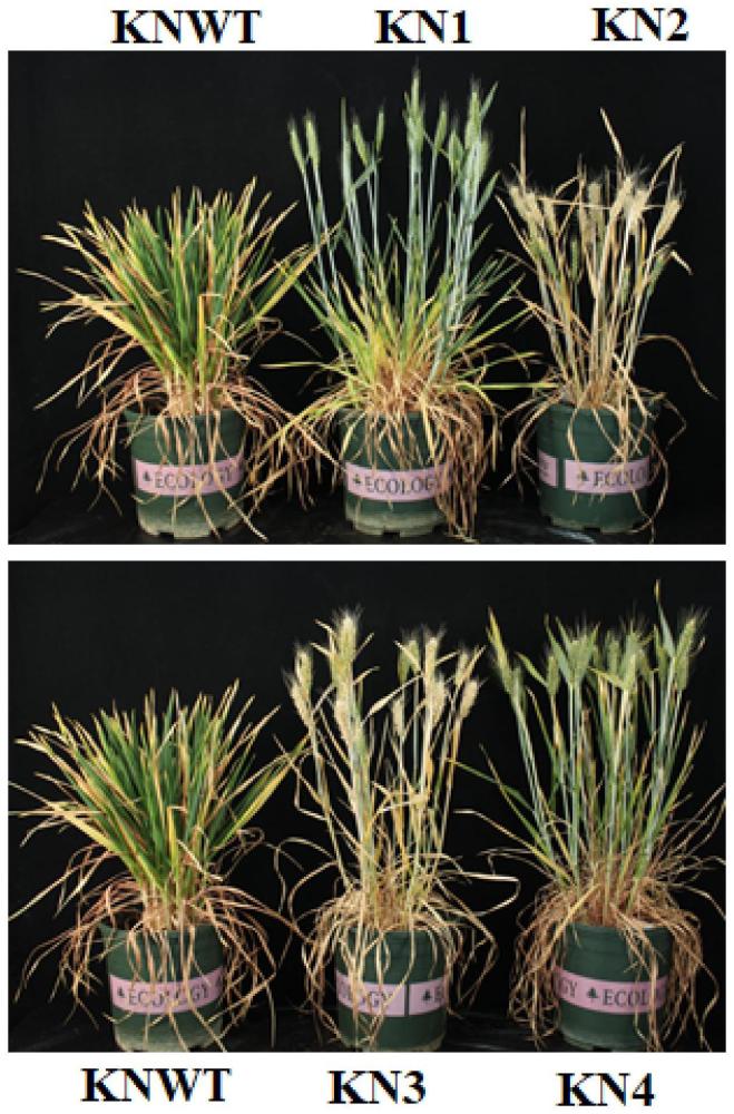 调控早熟禾亚科植物VRN1基因转录水平的方法、生物材料及其应用