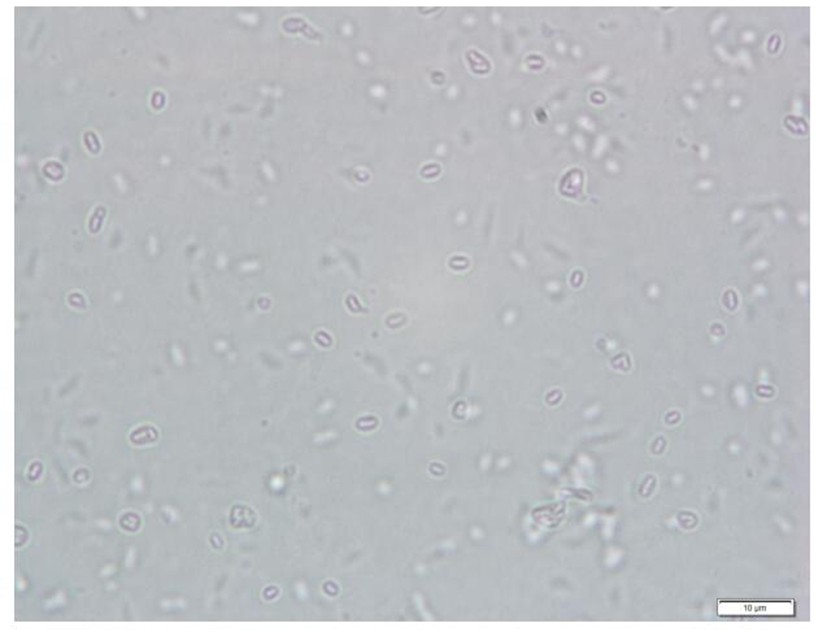 基于杂交链式反应（HCR）的鱼类病原微生物嗜水气单胞菌16SrRNA基因检测试剂盒及其应用