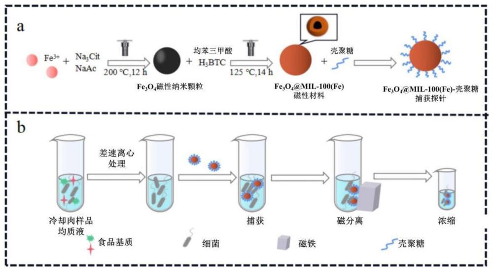 用于捕获细菌的探针材料的制备方法及其在冷却肉中细菌磁分离前处理中的应用