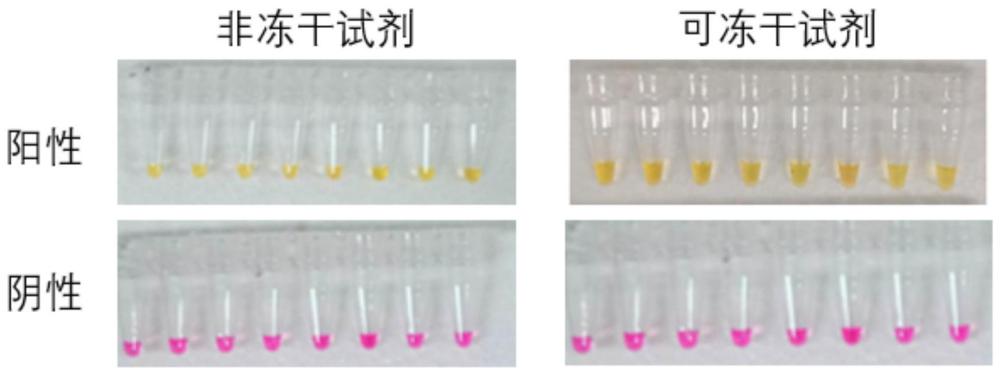 可冻干LAMP扩增反应试剂及其制备方法与流程