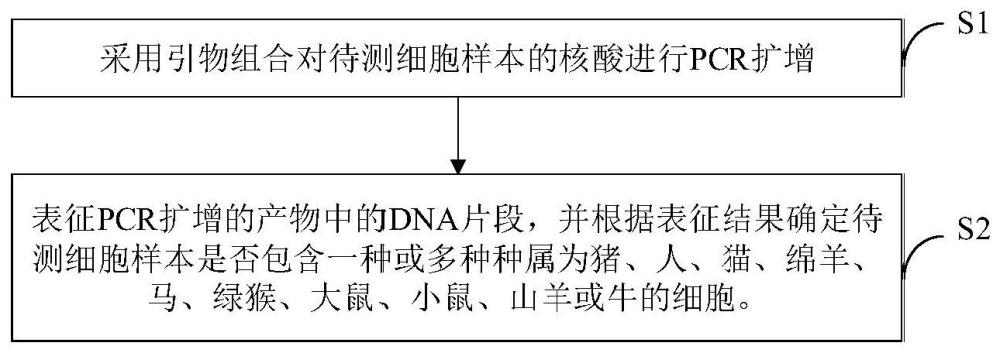 一种用于细胞种属鉴别和交叉污染检测的引物组合及其使用方法与流程