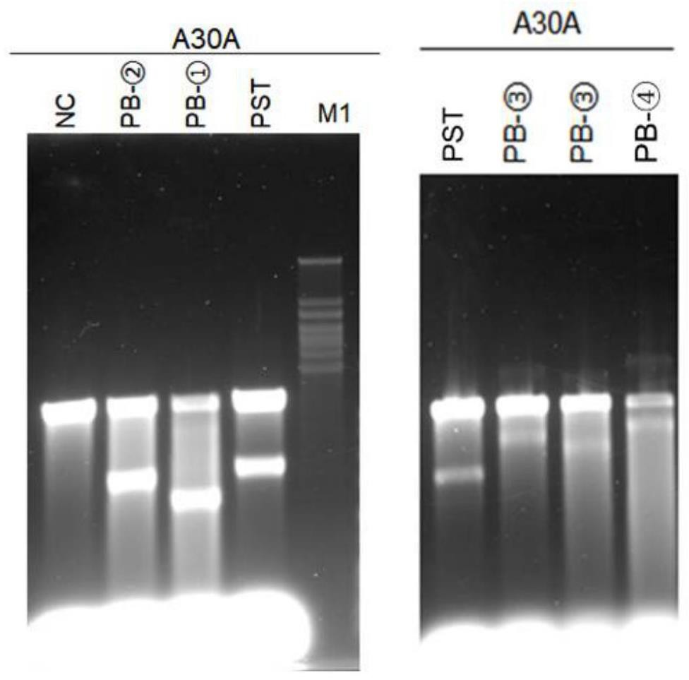 突变型PST DNA聚合酶及其制备方法与应用与流程