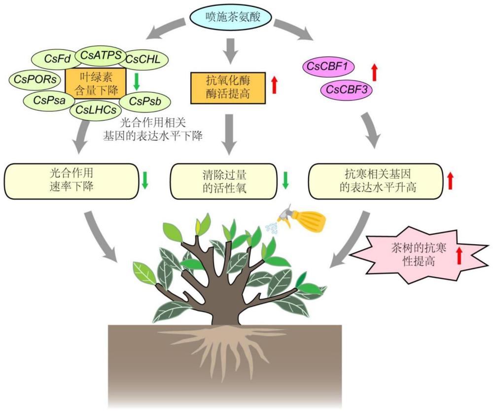 茶氨酸在提高茶树新稍耐受春季低温促进生长中的应用