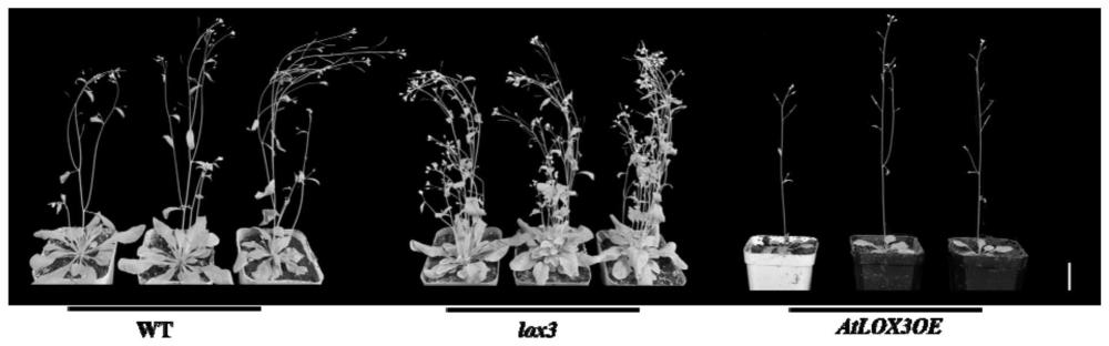 AtLOX3基因在调控拟南芥分枝发育中的应用的制作方法