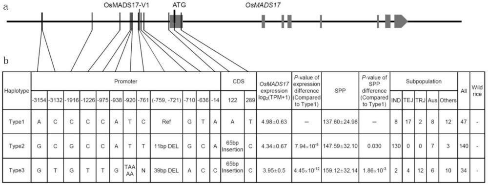 水稻穗发育基因OsMADS17的变异位点及应用