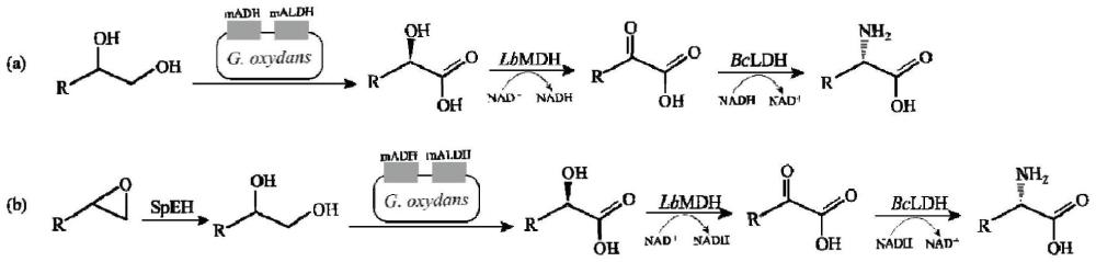 一种合成非天然α-氨基酸的氧化葡萄糖酸杆菌及其应用