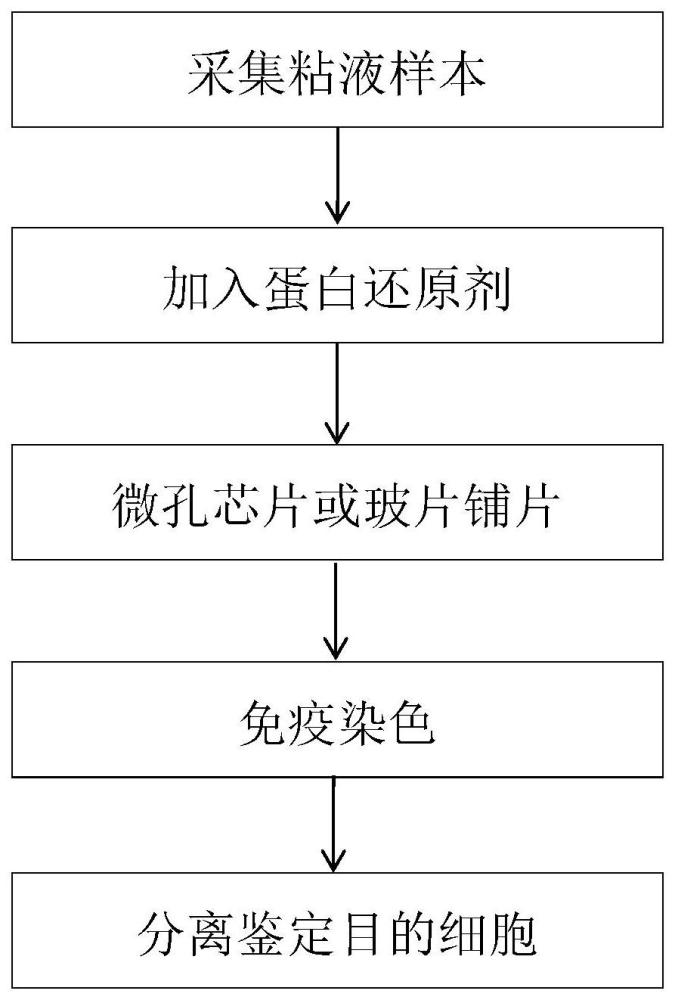 一种粘性体液中稀有细胞的分离鉴定方法与流程