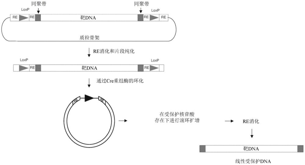 具有增强的针对外切核酸酶的抗性的线性DNA的制作方法