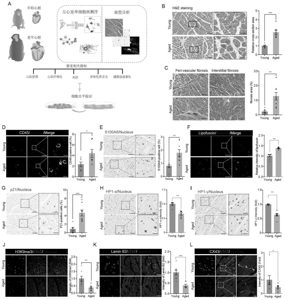 FOXP1蛋白及其生物材料对心脏衰老的调控作用