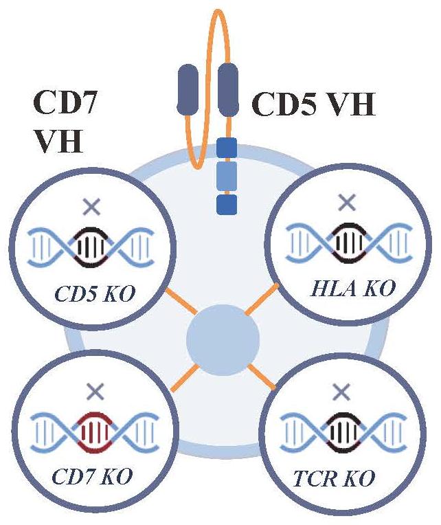 靶向CD5和CD7的通用CAR-T及其应用的制作方法