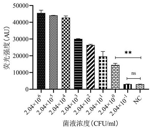 基于RPA-CRISPR/Cas12a检测十二指肠贾第虫集聚体A或者B的试剂盒及检测方法