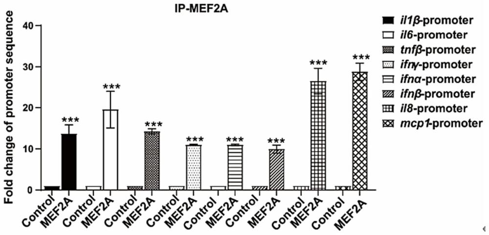 MEF2A作为靶点的应用及药物的筛选方法、抑制MEF2A的物质在制备药物中的应用