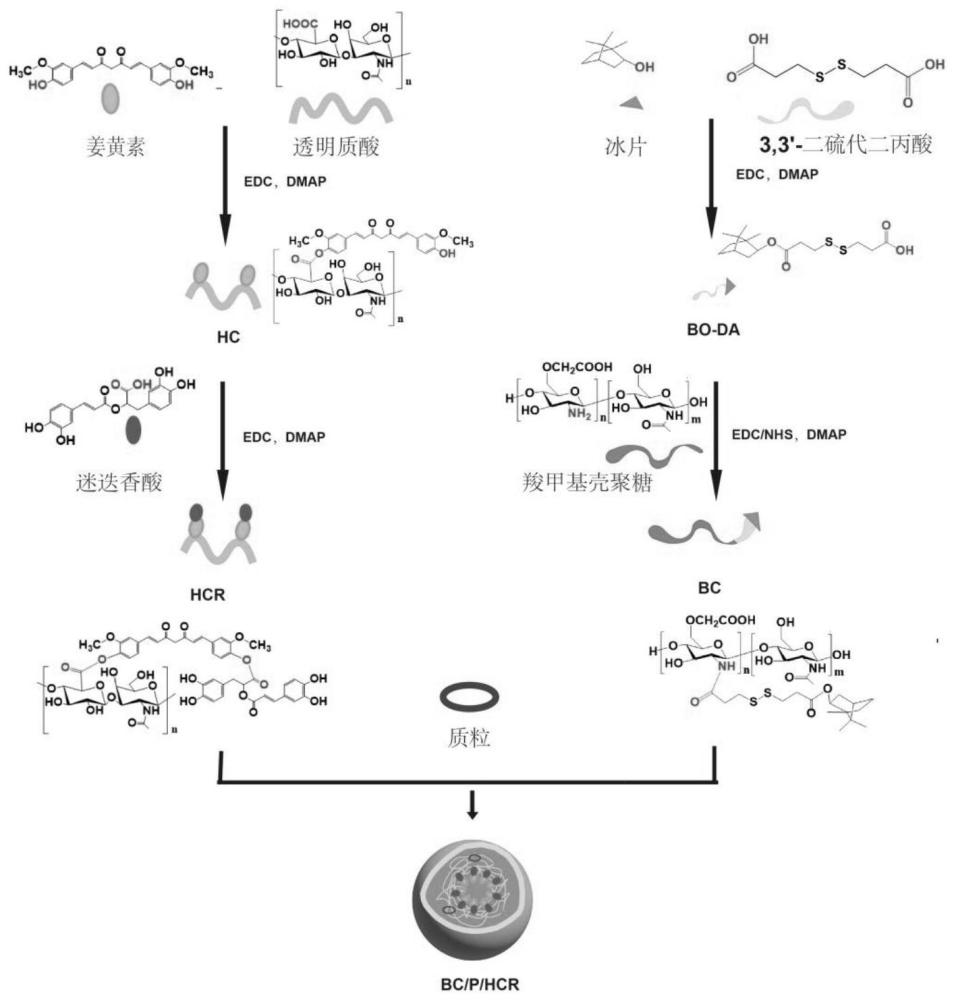 一种冰片修饰的羧甲基壳聚糖的纳米颗粒及其应用