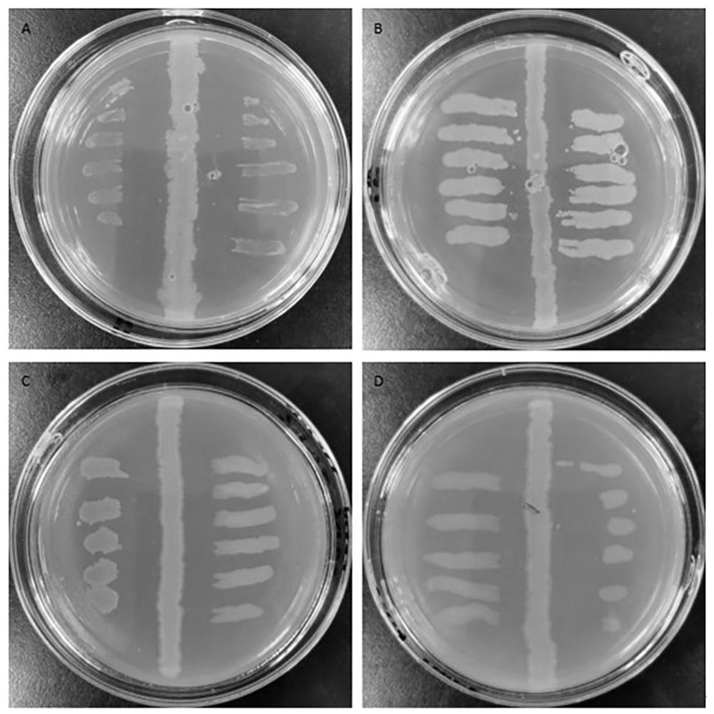 一株暹罗芽孢杆菌2204B、生物菌剂及制备方法和在抗多重耐药革兰氏阴性菌中的应用与流程