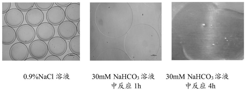 一种离子响应水凝胶及其在智能微胶囊制备中的应用