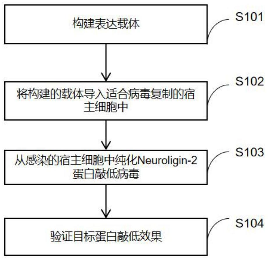 Neuroligin-2蛋白敲低及其应用