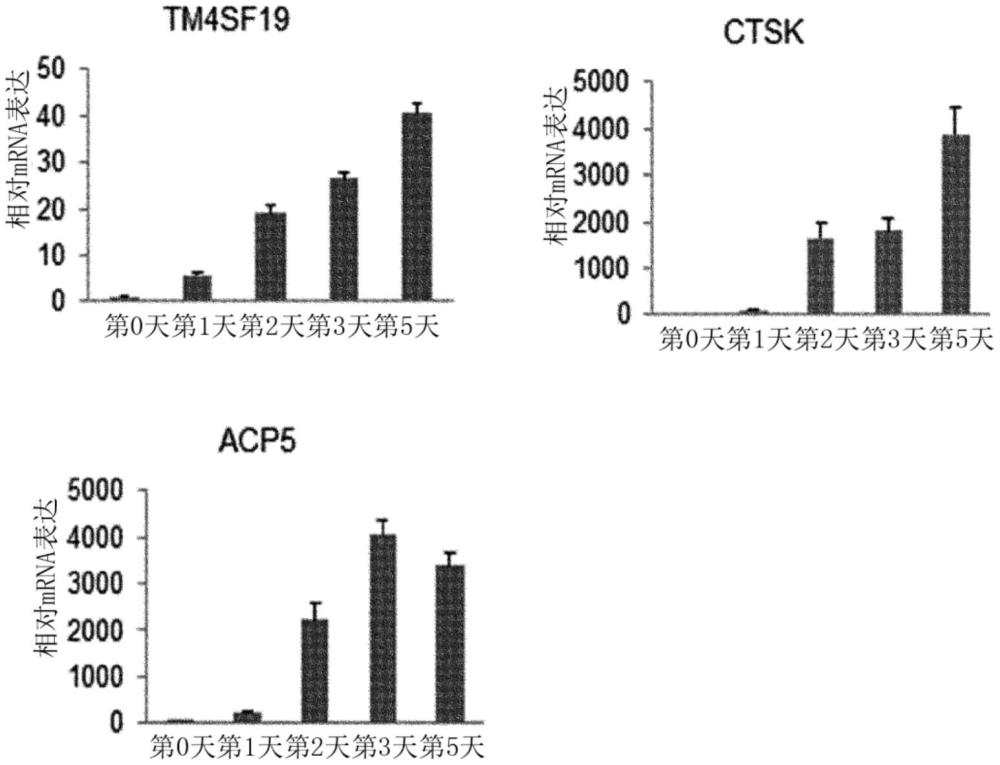 TM4SF19抑制剂及其用途的制作方法