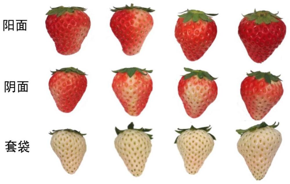 草莓WRKY71基因及其在草莓品种育种中的应用
