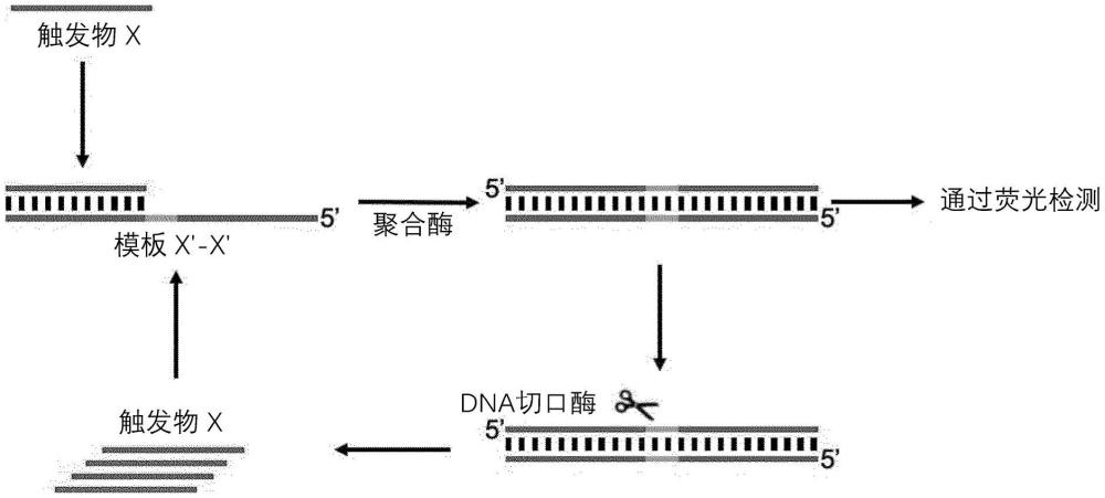 靶RNA检测