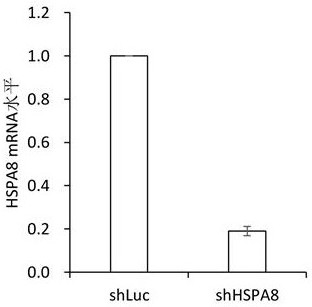 一种针对HSPA8的shRNA及其在治疗结直肠癌中的应用