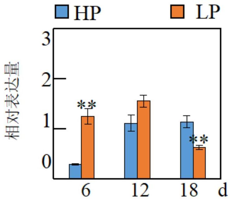 一种植物耐低磷重要基因GmCXIP1-1及其应用