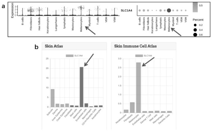 SLC1A4在制备治疗色素沉着异常性皮肤病药物中的应用