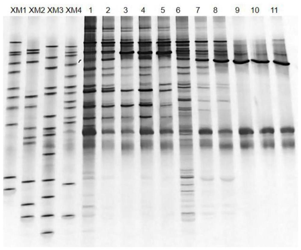 一种清香型白酒细菌快速检测DNA Marker、试剂盒及方法和应用与流程