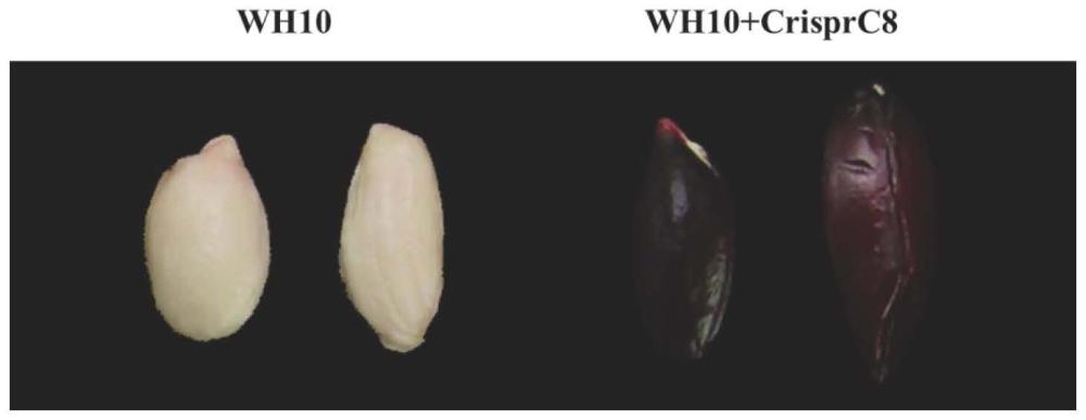 一种利用基因编辑提高花生花青素含量的方法