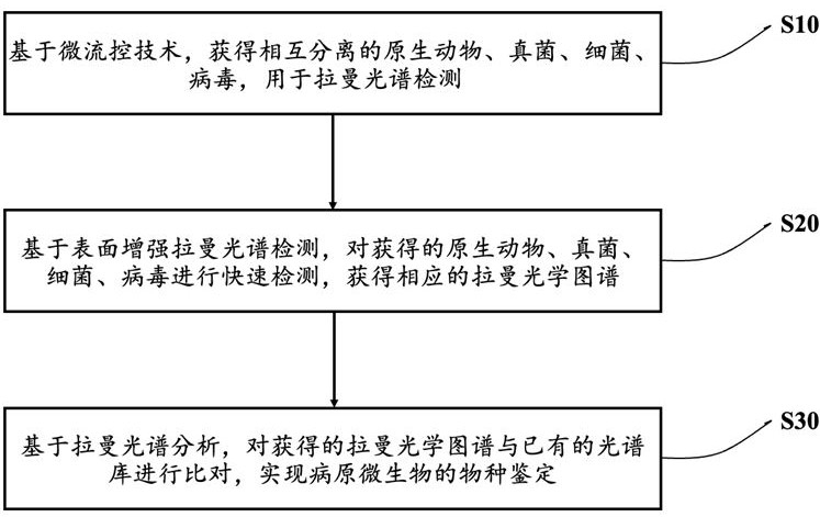 泪液中微生物的拉曼光学快速检测方法和系统与流程