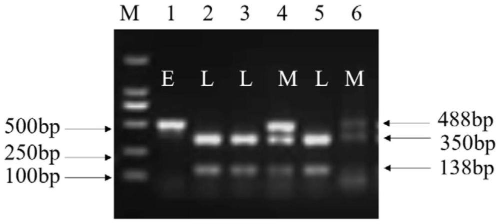 一种鉴定茶树早生性状的SNP位点、CAPS分子标记及其应用