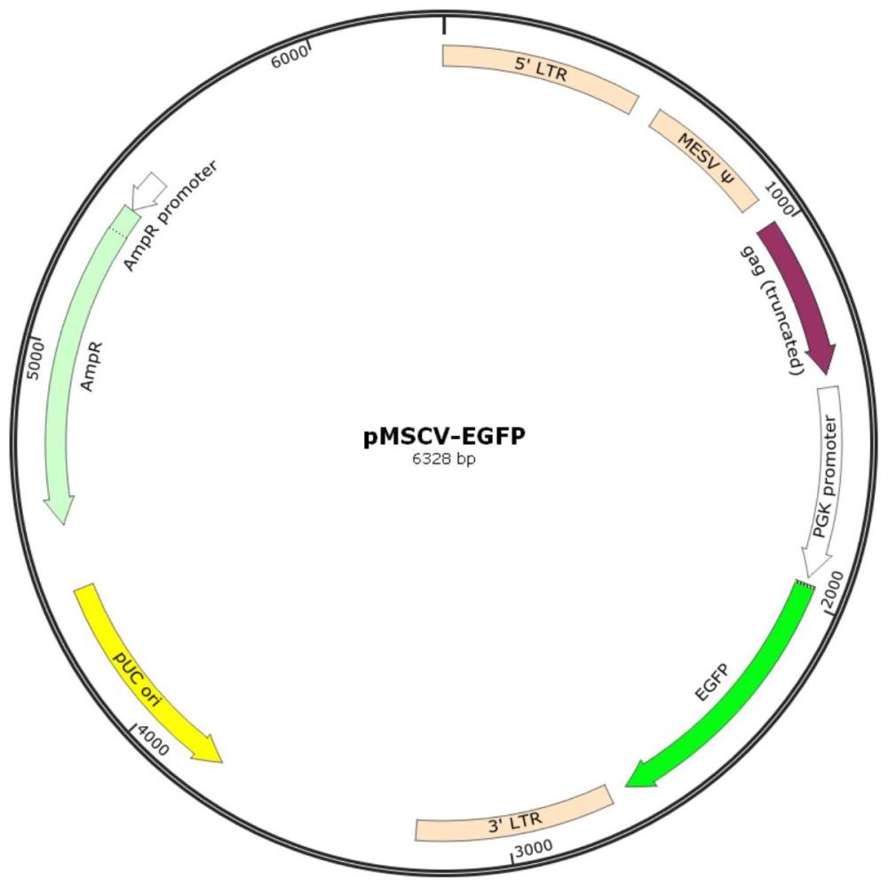 一种Nectin-4单克隆抗体及其CAR-NK细胞的制作方法