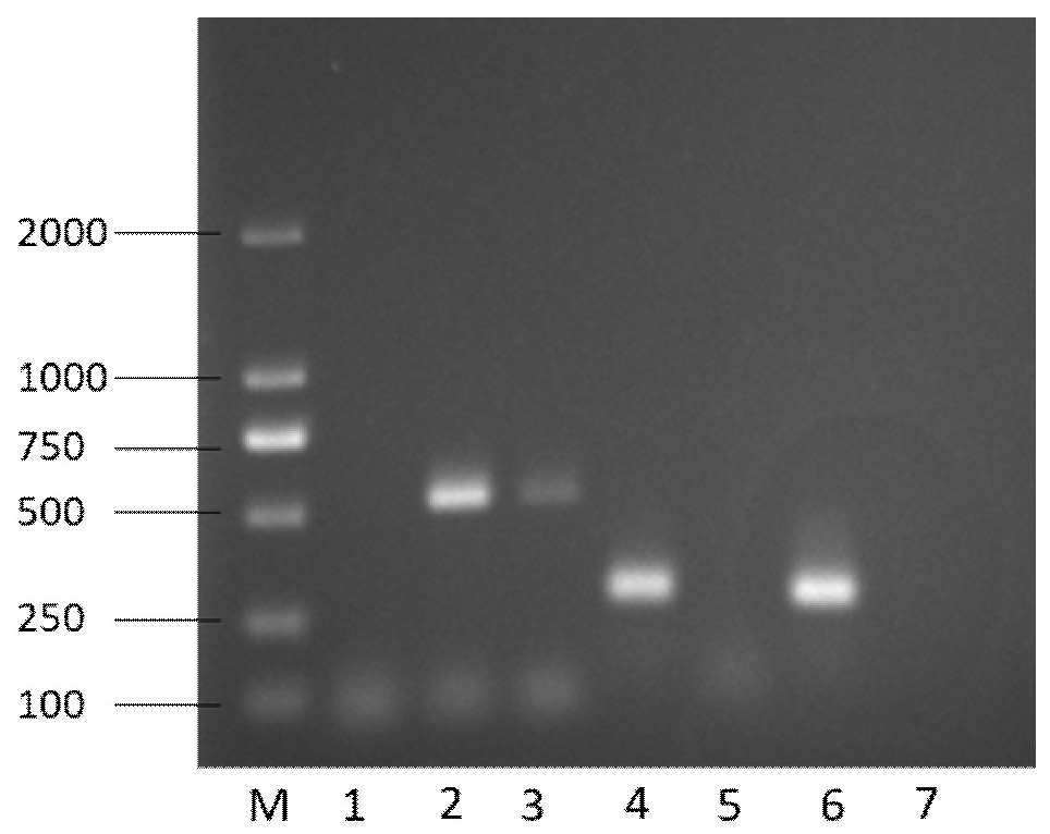 可视化快速检测假禾谷镰孢菌RAA-LFD试剂盒、引物组合物及其应用