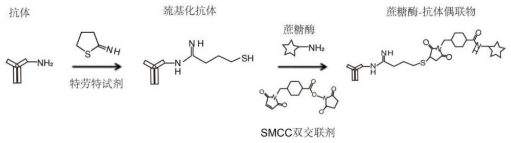 一种蔗糖酶-C反应蛋白抗体及其制备方法