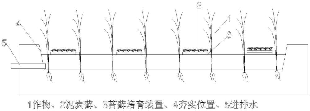一种泥炭藓和水稻的套种方法与流程