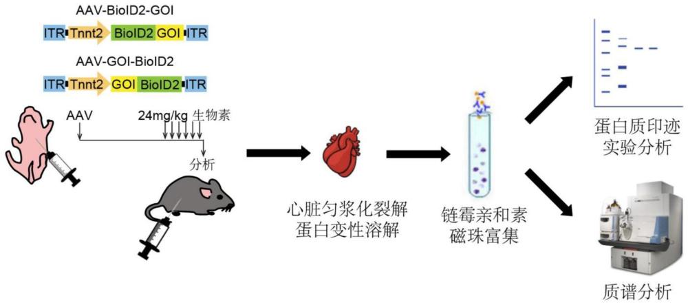 一种标记心脏骨架蛋白临近分子的腺相关病毒载体及其构建和应用方法