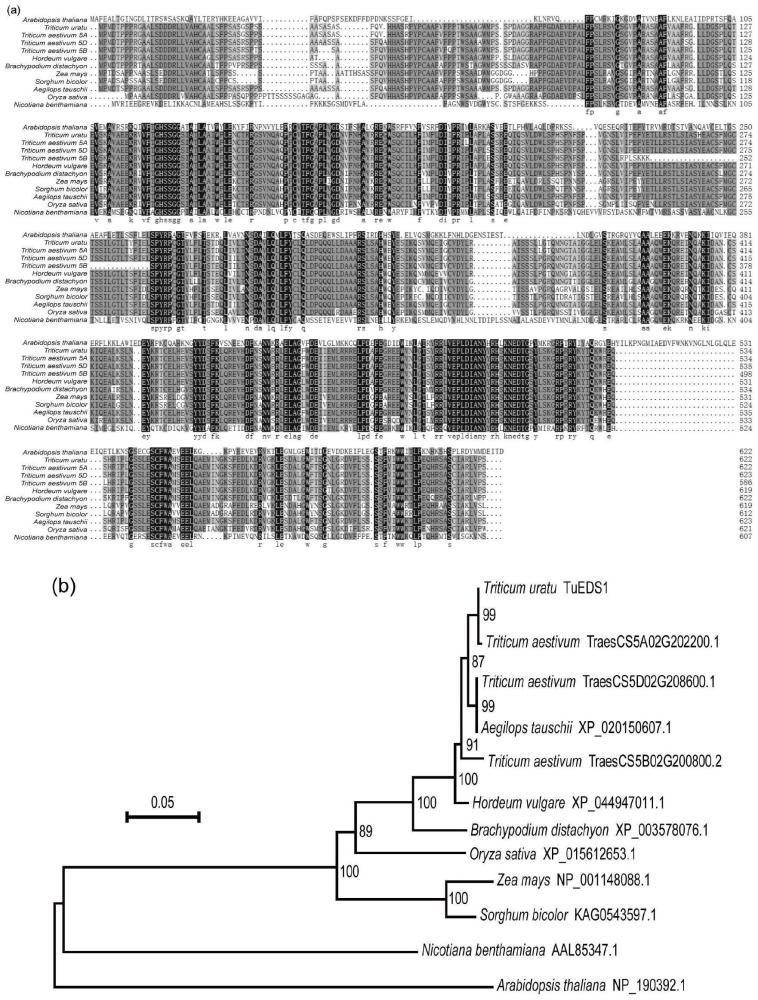 乌拉尔图小麦ENHANCED DISEASE SUSCEPTIBILITY 1类似基因TuEDS1及应用