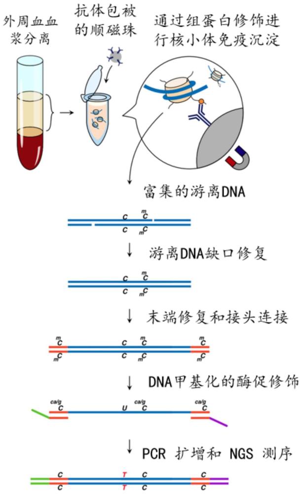 同时测量游离DNA多种组学的测序方法和诊断技术与流程