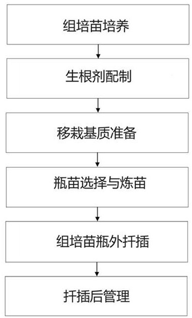 一种小果冬青组培苗瓶外生根的方法与流程