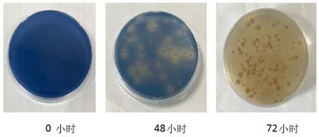 一株副短短芽孢杆菌及其在苯胺蓝染料降解脱色中的应用