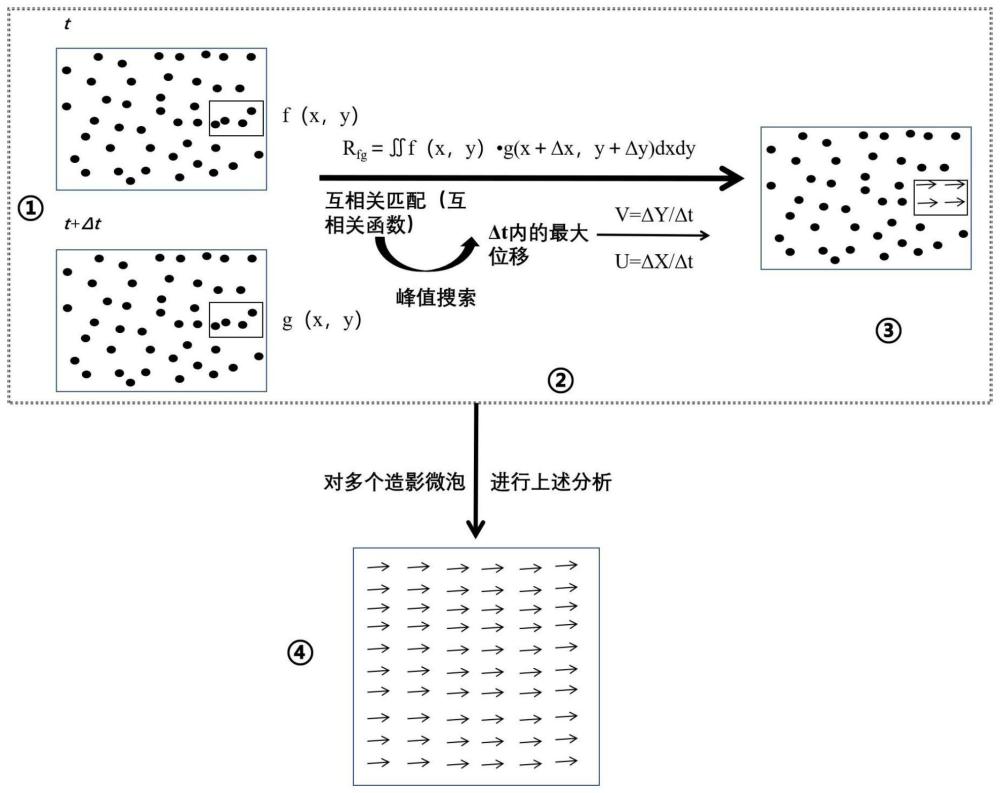 一种基于奇异值分解滤波的超声矢量流速成像方法及系统与流程