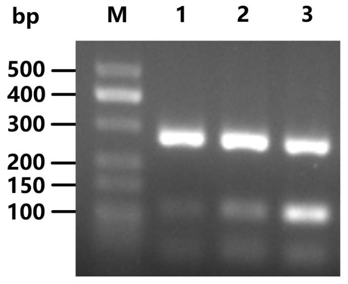 一种水产品中病原菌的双重PCR检测试剂盒