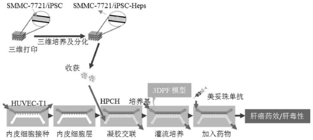 一种基于hiPSC分化的药物检测模型及其构建方法