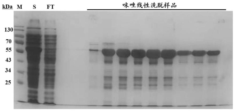 重组己糖激酶及其制备方法和应用与流程