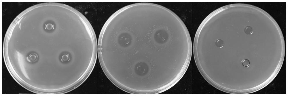紫叶李叶片提取物在防治桃细菌性穿孔病中的应用的制作方法